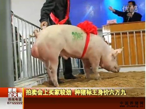 拍卖会上种猪标王身价6万9