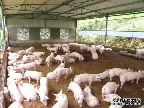 最新活力发酵床养猪技术