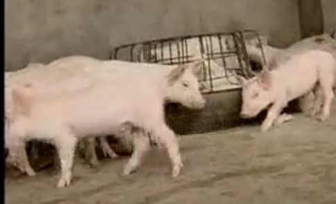 科学种猪母猪养殖技术