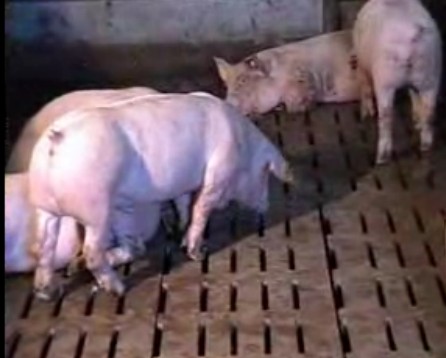 美国封闭式养猪个体测试系统