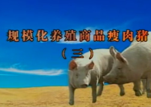 规模化养殖商品瘦肉猪（三）