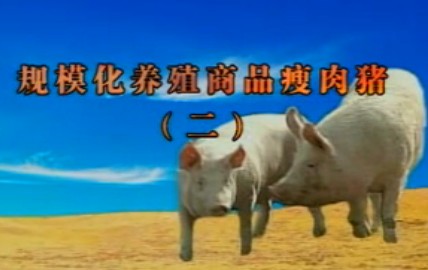 规模化养殖商品瘦肉猪（二）