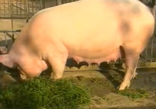 科学养猪综合配套技术（四）