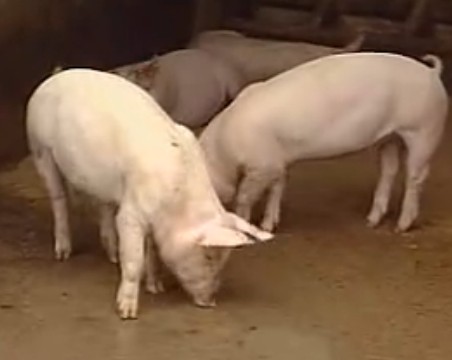 科学养猪综合配套技术（五）