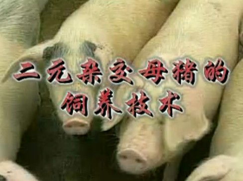 二元杂交母猪的饲养管理技术