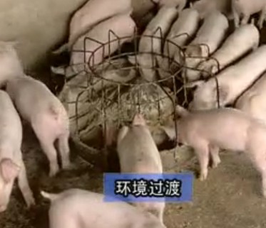 猪的饲养管理技术--科学养猪技术二