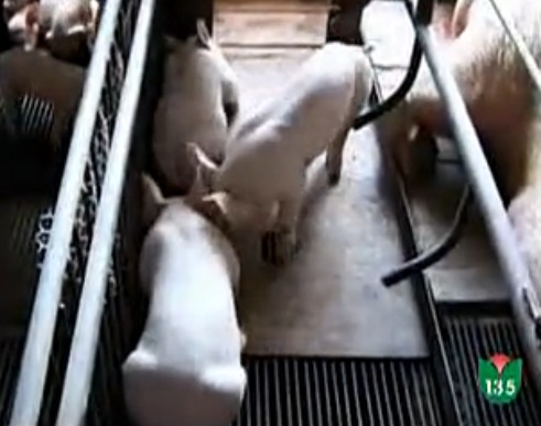 养猪场科学管理1：仔猪的培育