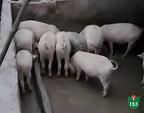 养猪场科学管理2：生长肥育猪的饲养