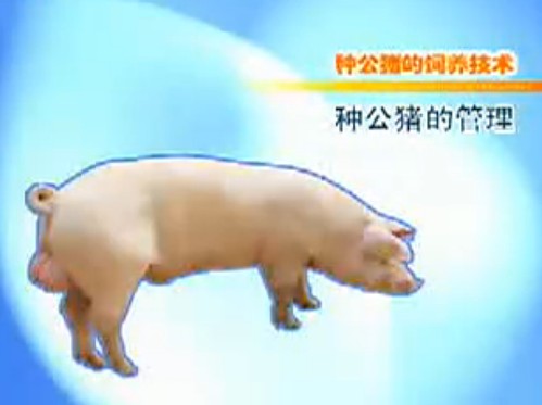 种公猪的饲养技术（2）
