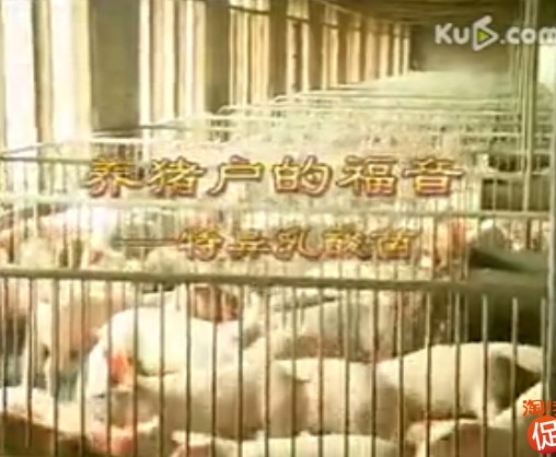 乳酸猪养殖技术