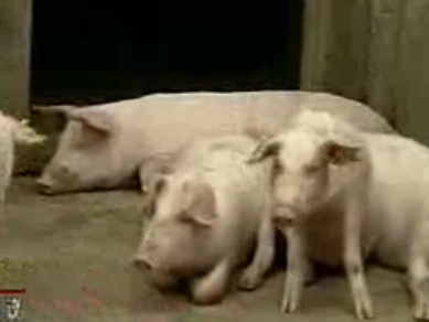 猪繁殖性障碍病的防治