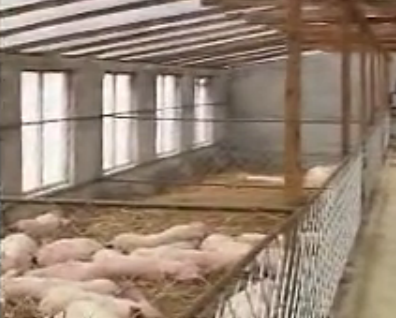 黑龙江大棚发酵床养猪技术
