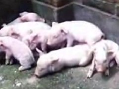  猪传染性胃肠炎活体诊断