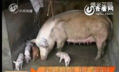 母猪早产诞下“阴阳猪”