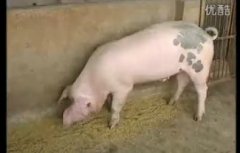 猪的营养和饲料