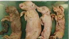 母猪繁殖障碍病与解决方案