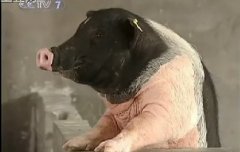“陆川猪”的饲养管理技术(一）