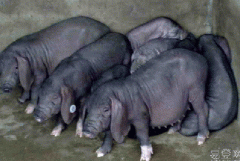 高产母猪饲养管理技术