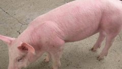 猪中毒的症状和诊治