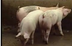 猪的习性和饲养管理