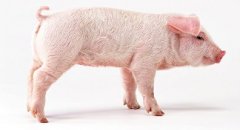 猪场疾病的预防和控制